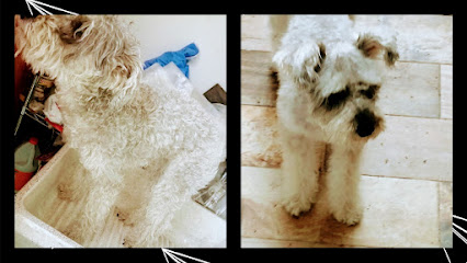 Oh My Dog, Estética Canina