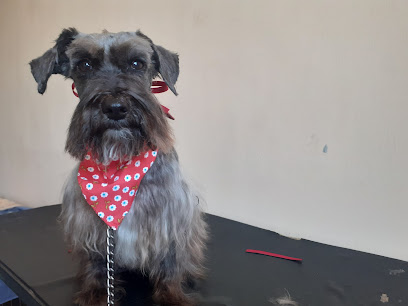 Orejitas Felices Estetica Canina