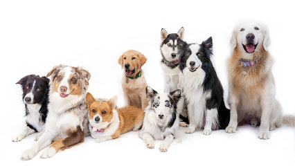 Paradise Canine Resort