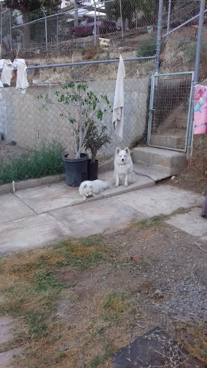 Negocio Paraiso Canino