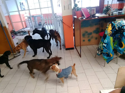 Patitas Amarillitas Servicios Integrales Para Mascotas