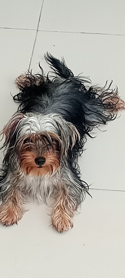 Negocio Paulina Gibert Veterinaria