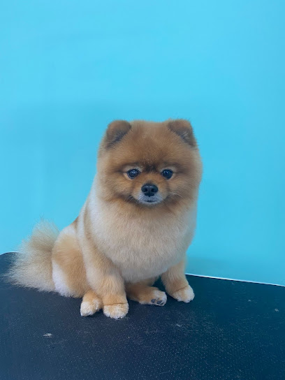 Negocio Paw Paradise