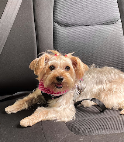 Negocio Paw Wash Gdl