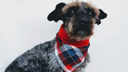 Negocio Peluquería Canina