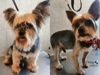 Percy Estética Canina Y Felina