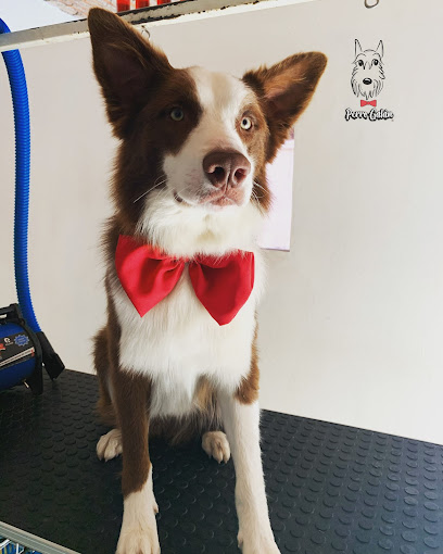 Perro Galán Estetica Canina
