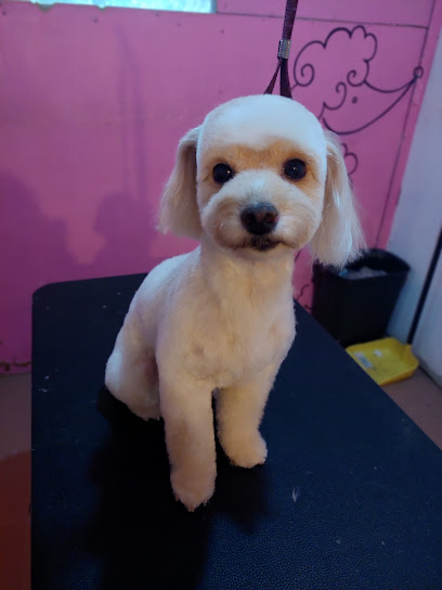 Perruqueria Lila Pet Grooming.