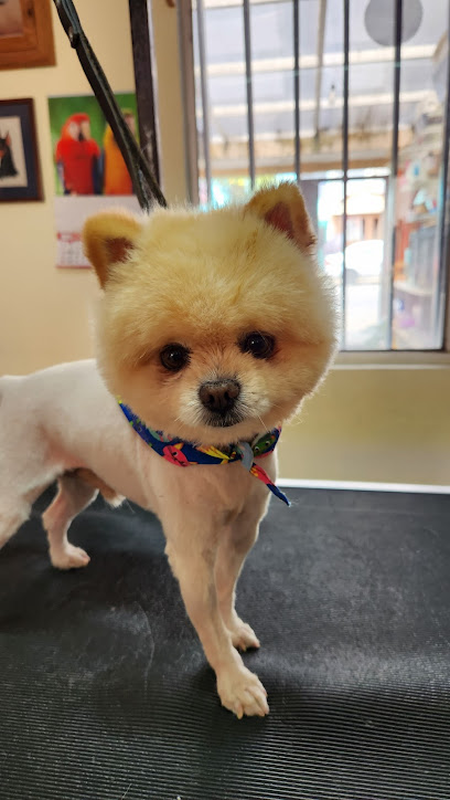 Negocio Pet Groomer