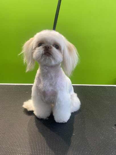 Pet Paws México | Grooming Salon