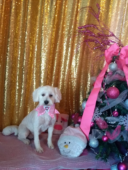Pet Shop Boutique &Amp; Grooming Salon