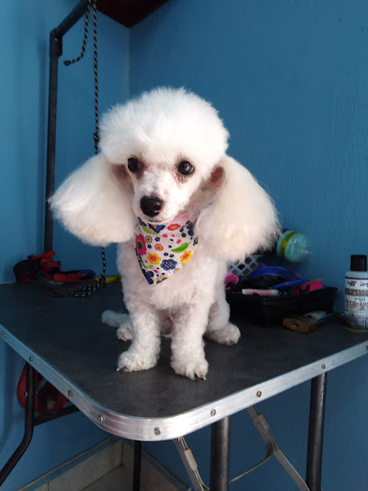 Pets House ClĂnica Veterinaria