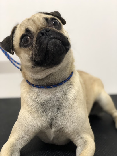 Petscare Consultorio Veterinario