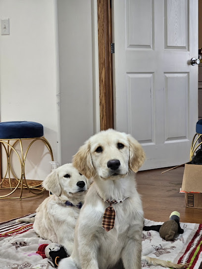 Petzetera EstĂ©tica Canina-CirugĂas-Vacunas-Croquetas-Accesorios