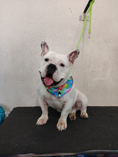 Negocio Pretty Dog