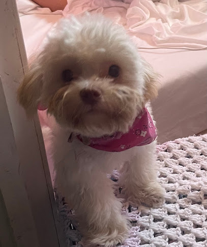 Puppy Love Estética Canina
