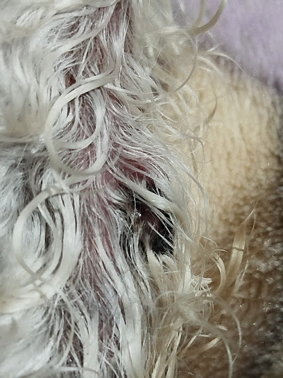 Puppy Toons Sha Veterinaria