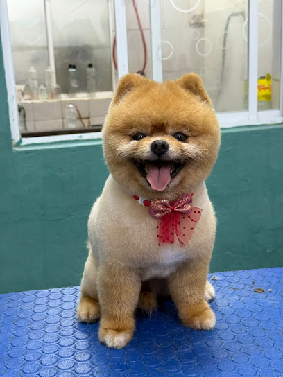 Que Chulos Perros Estetica Canina &Amp; Petshop