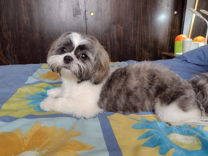 &Quot;Salón De Belleza Canino &Quot;Alma De Perro&Quot;