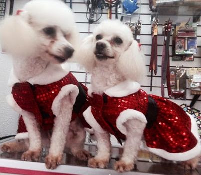 Sala De Belleza Canina Mis Huellitas