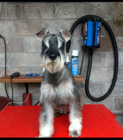 Negocio Servicio De Estética Canina