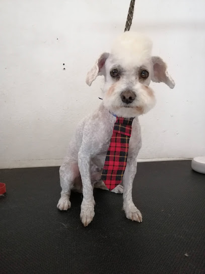 Spa Canino Barber Dog