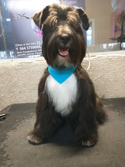 Spaperros Estética Canina