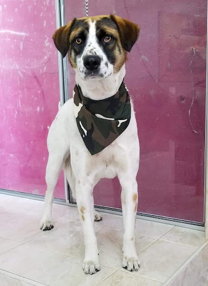 Negocio Super Dog