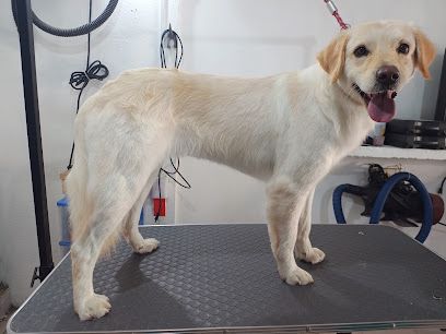 Negocio The Dog Palace Estetica Canina (Solo En El Local)