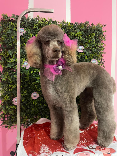 Thory Pet Estetica Canina Profecional