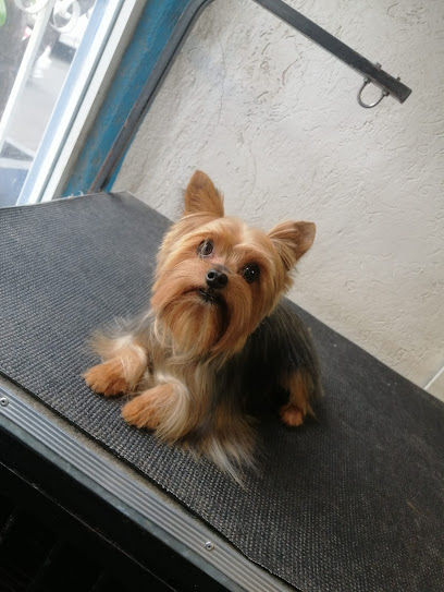 Negocio Tofi Estetica Canina Azcapotzalco