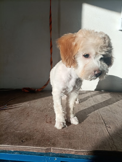 V.i.pet Veterinaria 24Hrs