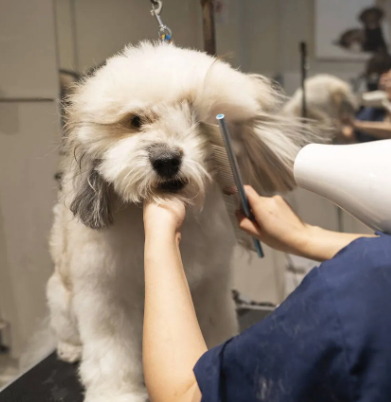 Veterinaria &Amp; Estética Canina - Mascotas