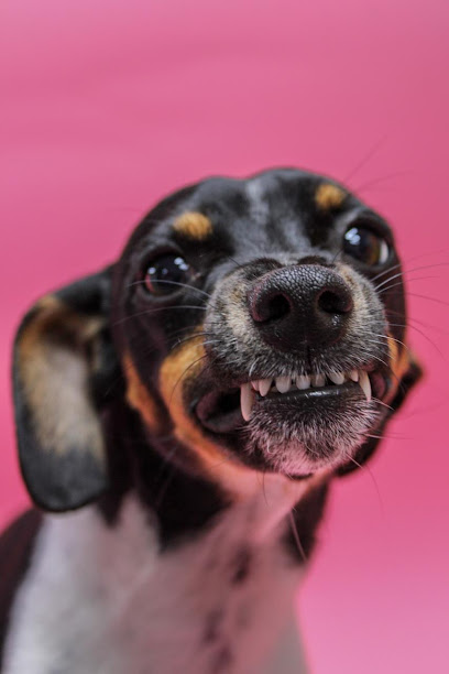 Negocio Veterinaria Caninos Y Felinos Grooming &Amp; Spa