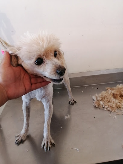Negocio Veterinaria Dogtora Petdiatra