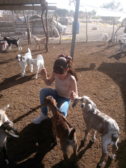 Negocio Veterinaria La Canija Lagartija