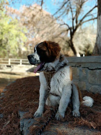 Negocio Veterinaria Morelos
