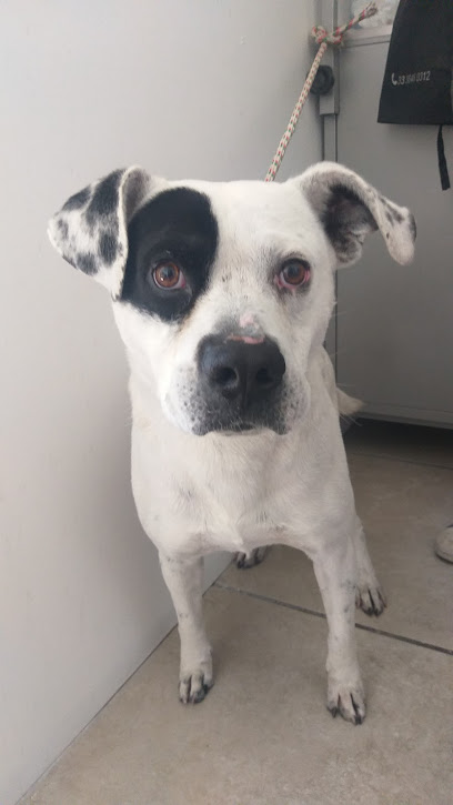 Negocio Veterinaria Nikniu