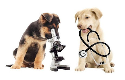Veterinaria Per-Cani