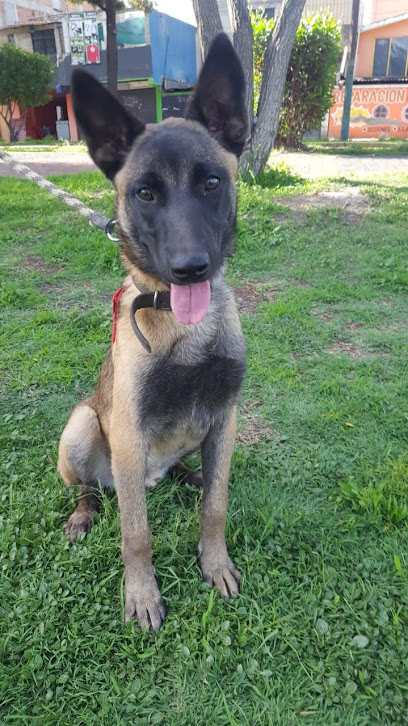 Negocio Veterinaria &Quot;Vico&Quot;