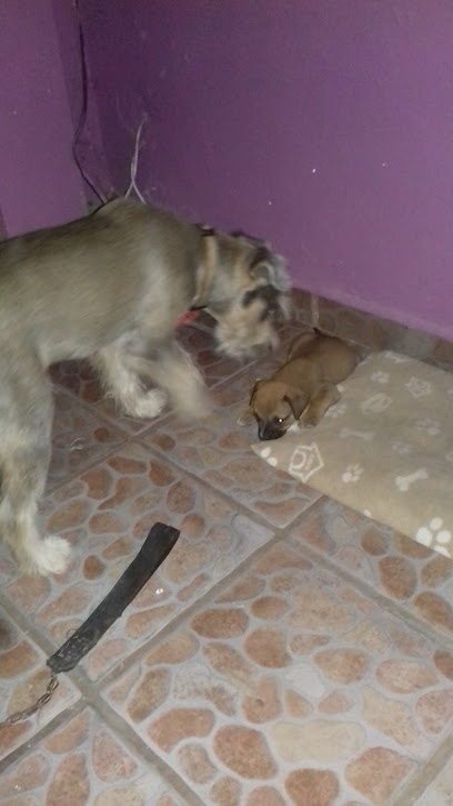 Negocio Veterinaria “Reforma”