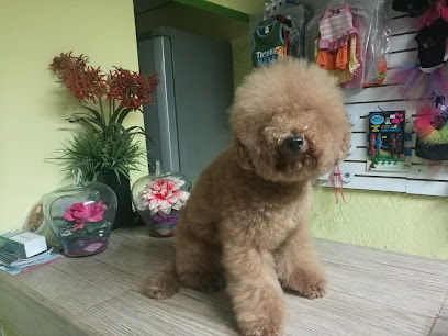 Veterinaria Silver Paw Estetica &Amp; Spa Canino