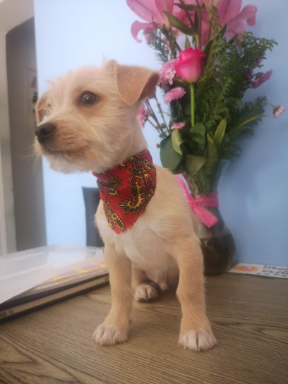 Negocio Veterinaria Y Estética Canina Almena
