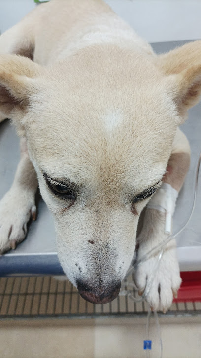Veterinaria Y Estética Canina “Jempo”