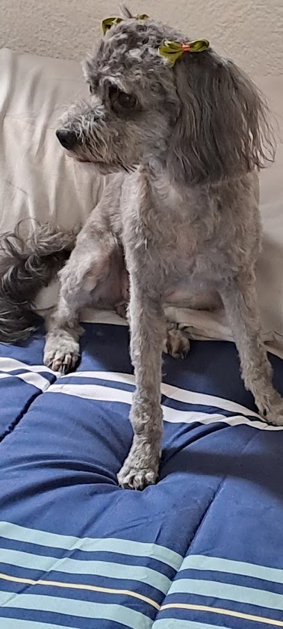 Negocio Veterinaria Y Estética Canina Joy&Apos;S