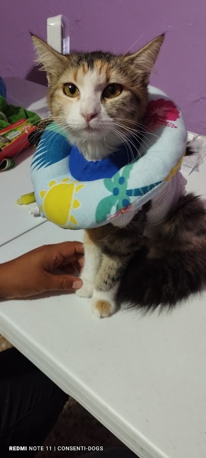 Negocio Veterinaria Y Estetica Canina La + Perrona