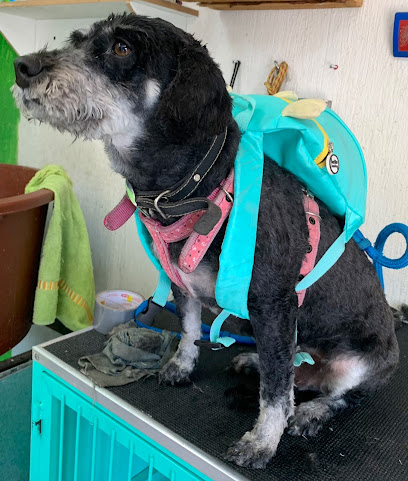Negocio Veterinaria Y Estética Canina Meztli