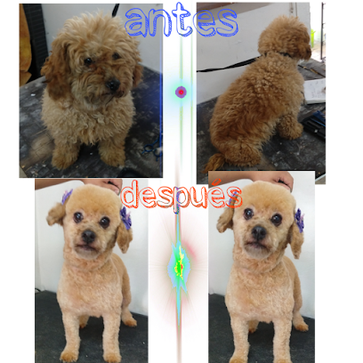 Veterinaria Y Estética Canina &Quot;El Perrito Azteca&Quot;