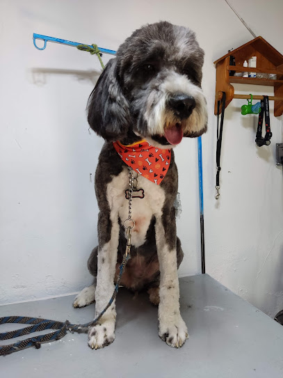 Veterinaria Y Estética Canina Terry
