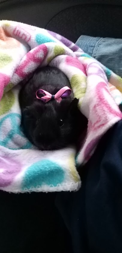 Veterinaria Y Estética Orión